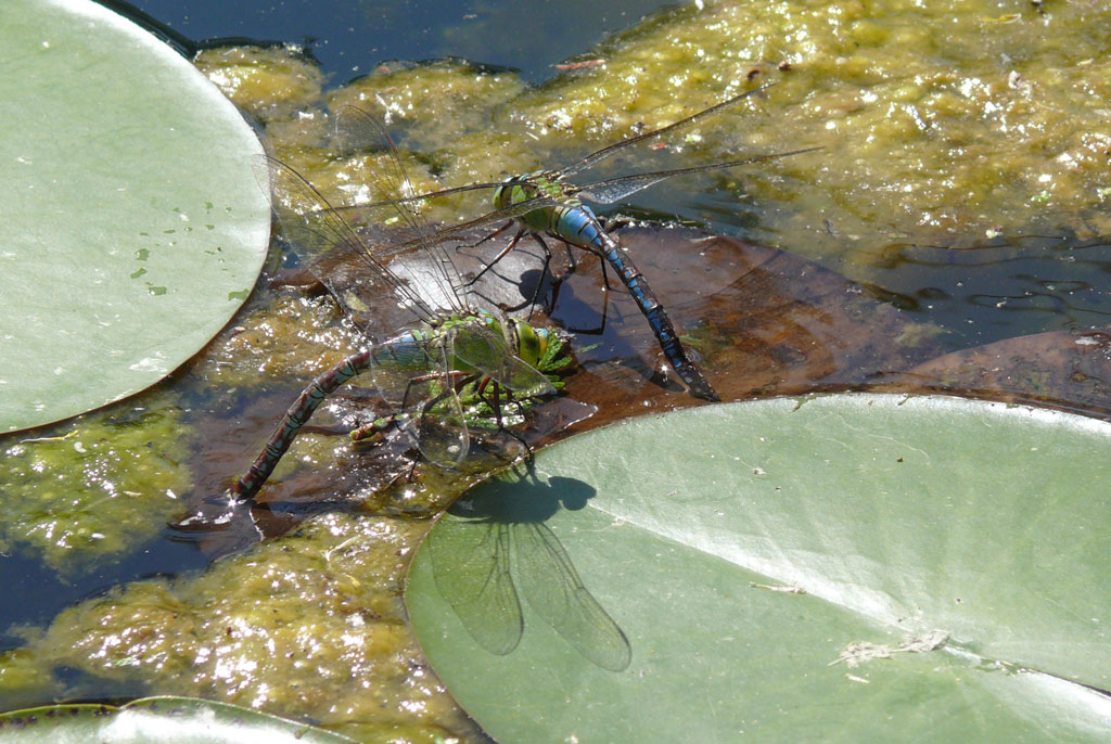 Anax imperator..situazione particolare